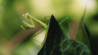 Mantis1